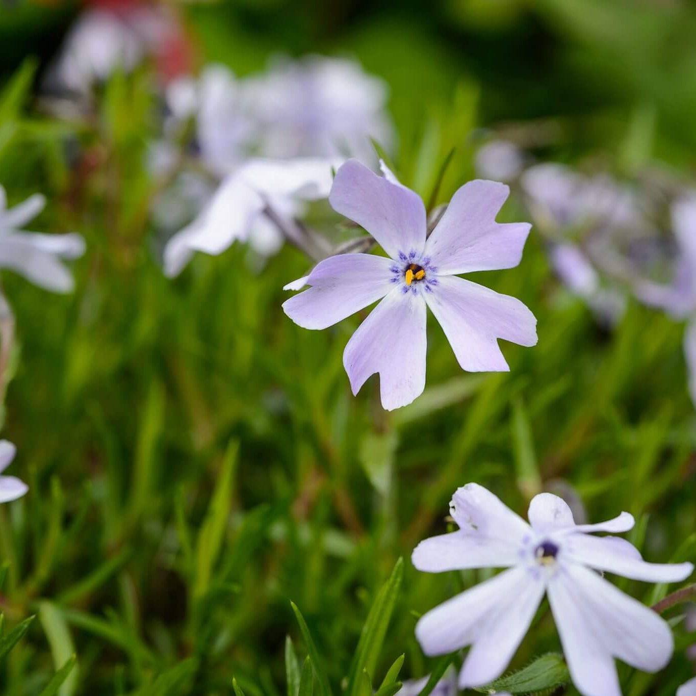 Creeping Phlox Seeds