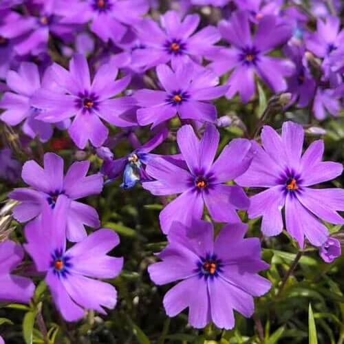 Creeping Phlox seeds - All in for for home gardens