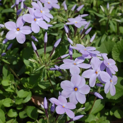 Creeping Phlox seeds - All in for for home gardens