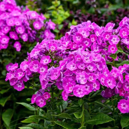 Creeping Phlox seeds - All in for for home gardens