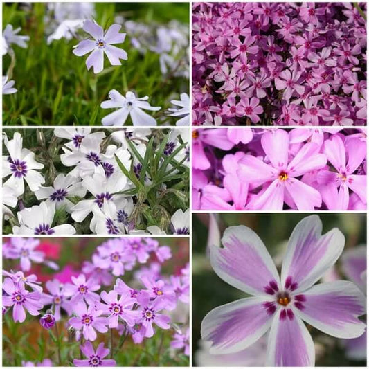 Creeping Phlox seeds - Flower Plant