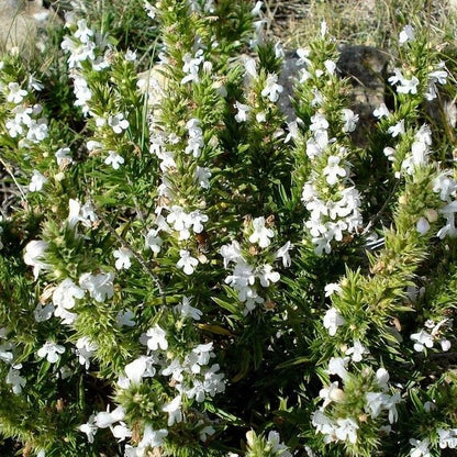 Creeping Savory Seeds 