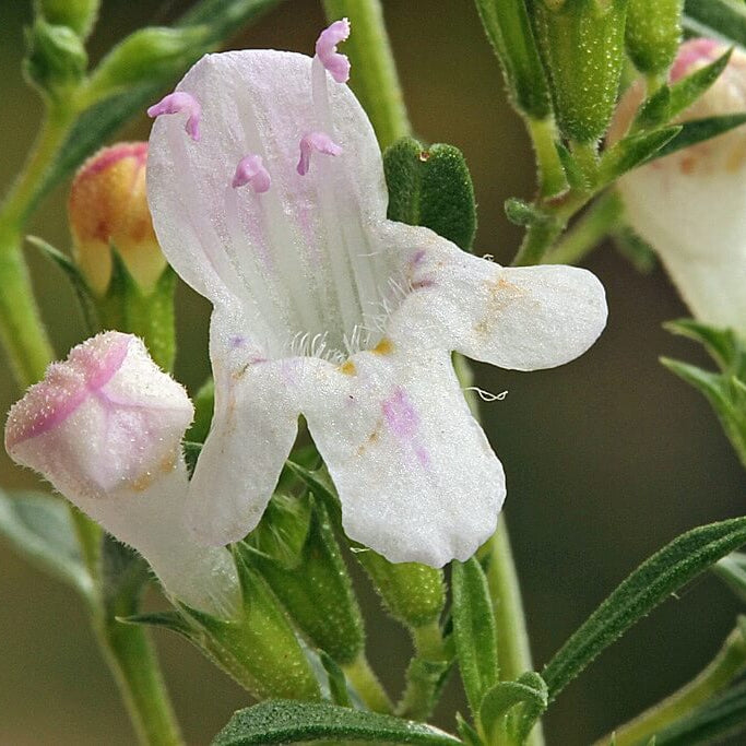 Creeping Savory Seeds 
