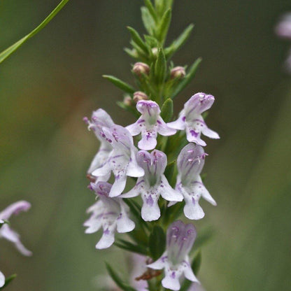 Creeping Savory Seeds 