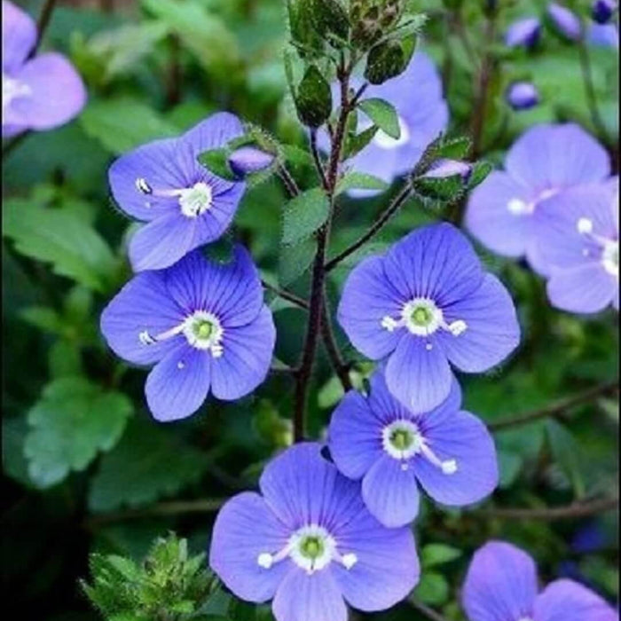 Creeping Speedwell Seeds - Flower Plant
