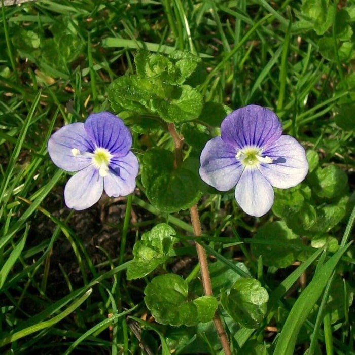 Creeping Speedwell Seeds - Flower Plant