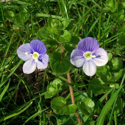 Creeping Speedwell Seeds - Flower Plant