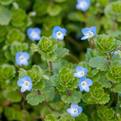 Creeping Speedwell Seeds - Flower Plant