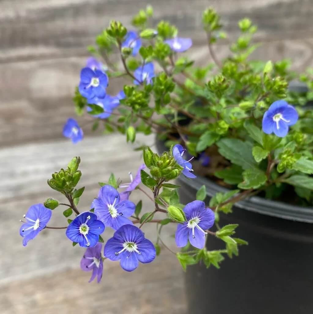 Creeping Speedwell Veronica Repens Seeds