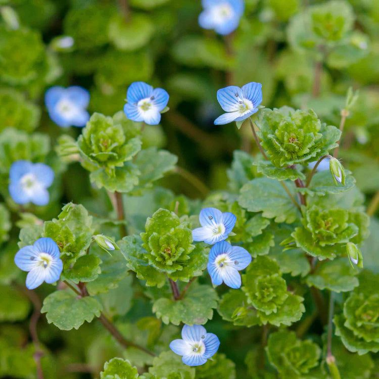 Creeping Speedwell Veronica Repens Seeds