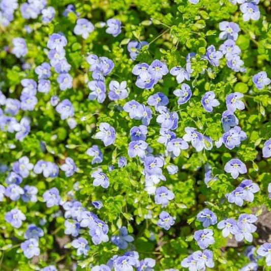 Creeping Speedwell Veronica Repens Seeds