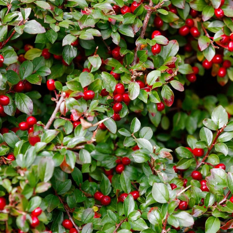 Creeping Teaberry Wintergreen Seeds