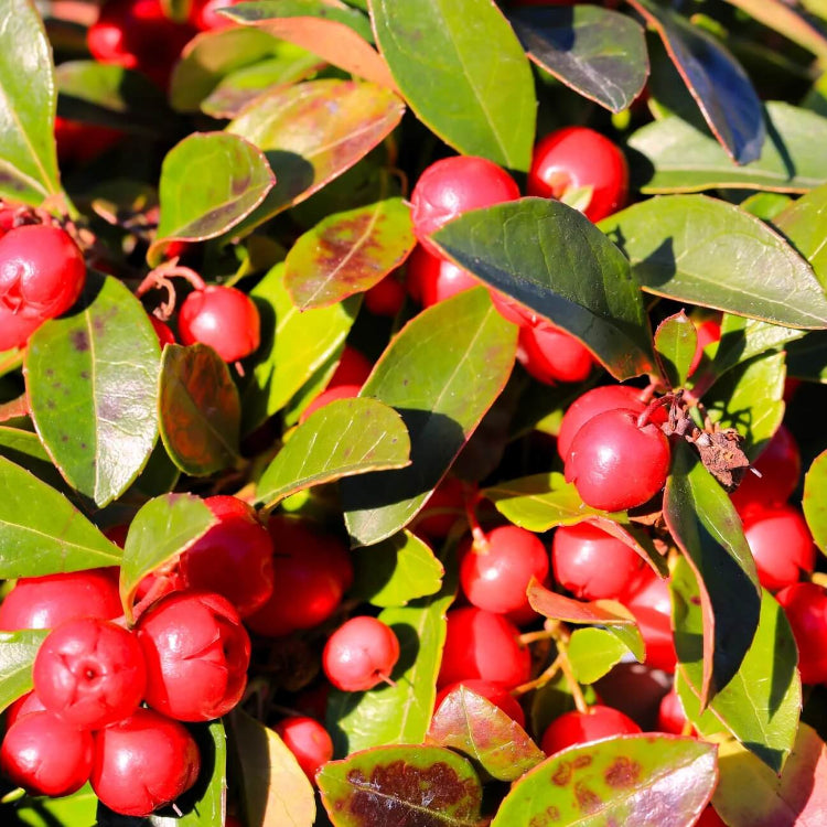 Creeping Teaberry Wintergreen Seeds