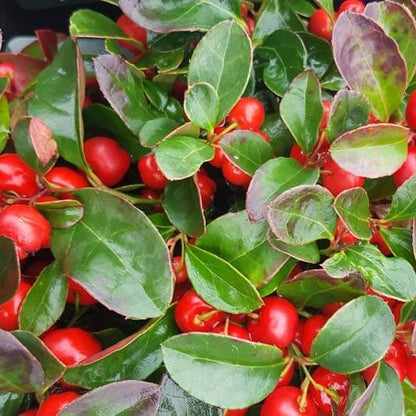 Creeping Teaberry Wintergreen Seeds