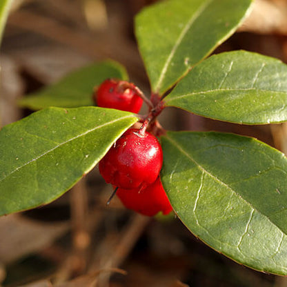 Creeping Teaberry Wintergreen Seeds