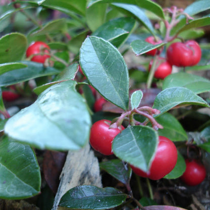 Creeping Teaberry Wintergreen Seeds