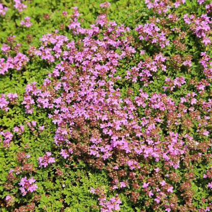 Creeping Thyme Seeds