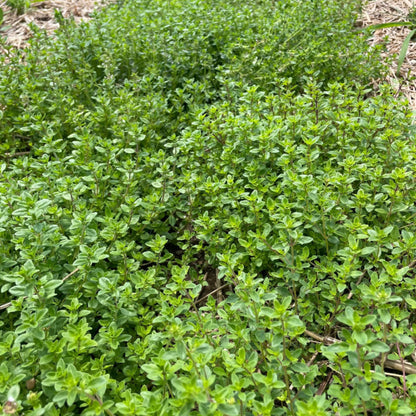 Creeping Thyme Seeds