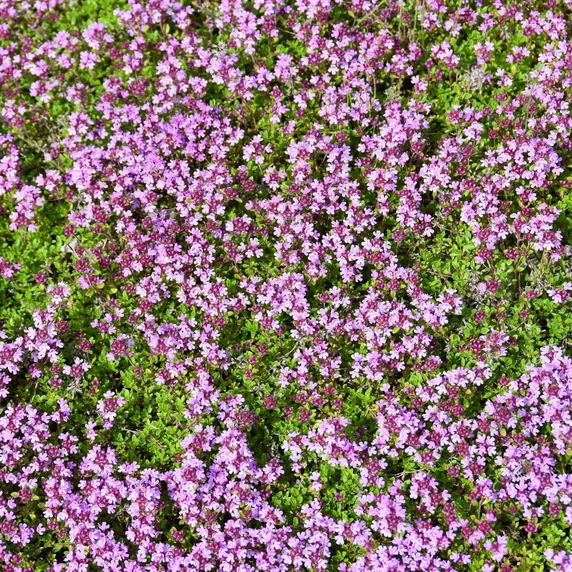 Creeping Thyme Seeds