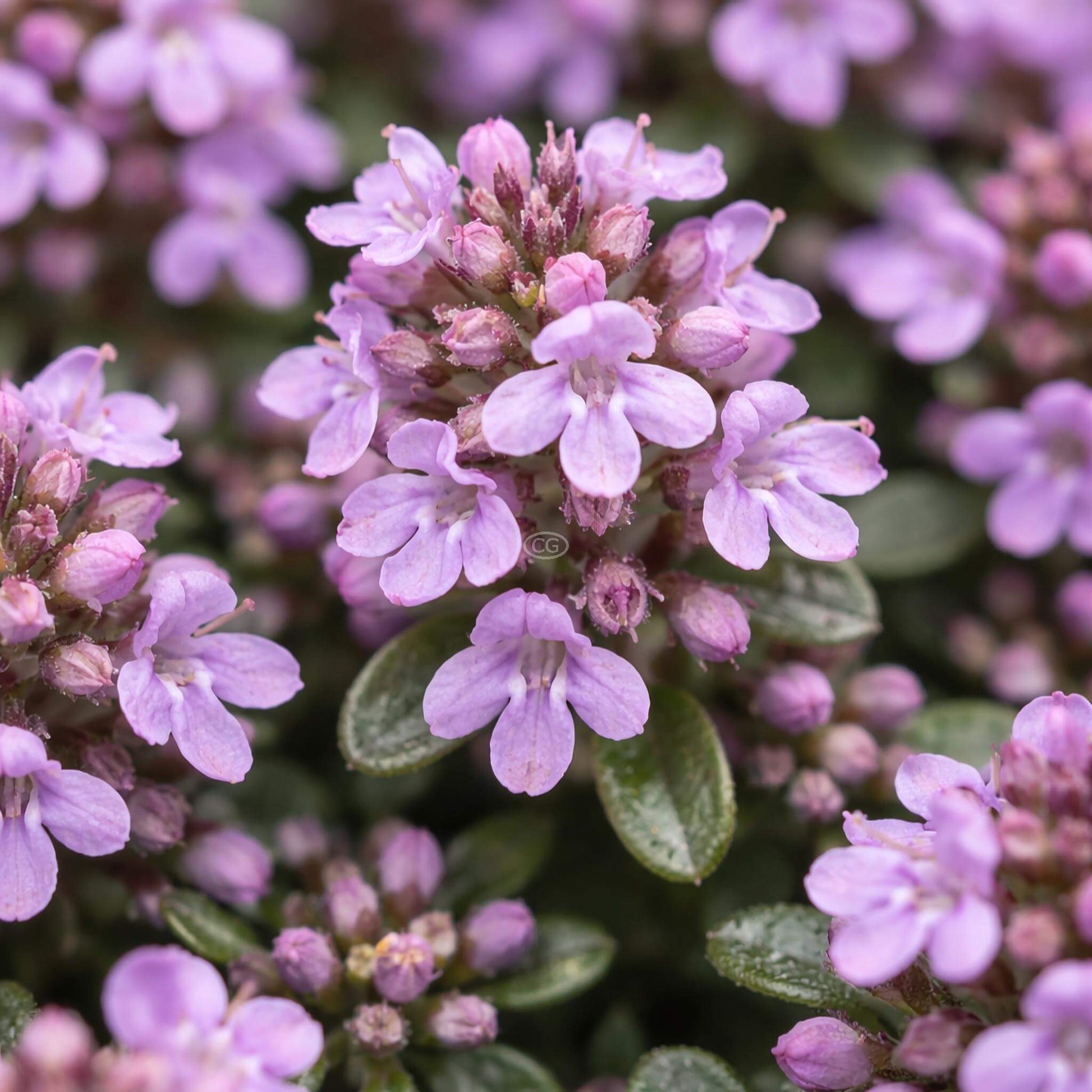Creeping Thyme Seeds