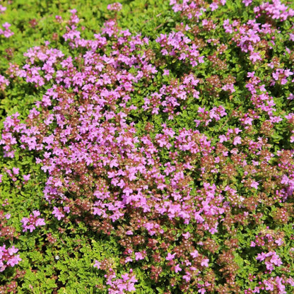 Creeping Thyme Seeds