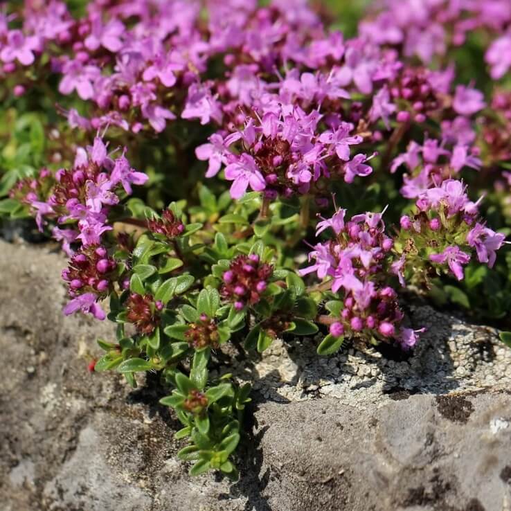 Creeping Thyme Seeds