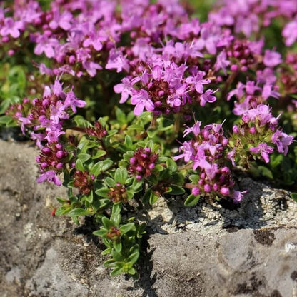 Creeping Thyme Seeds