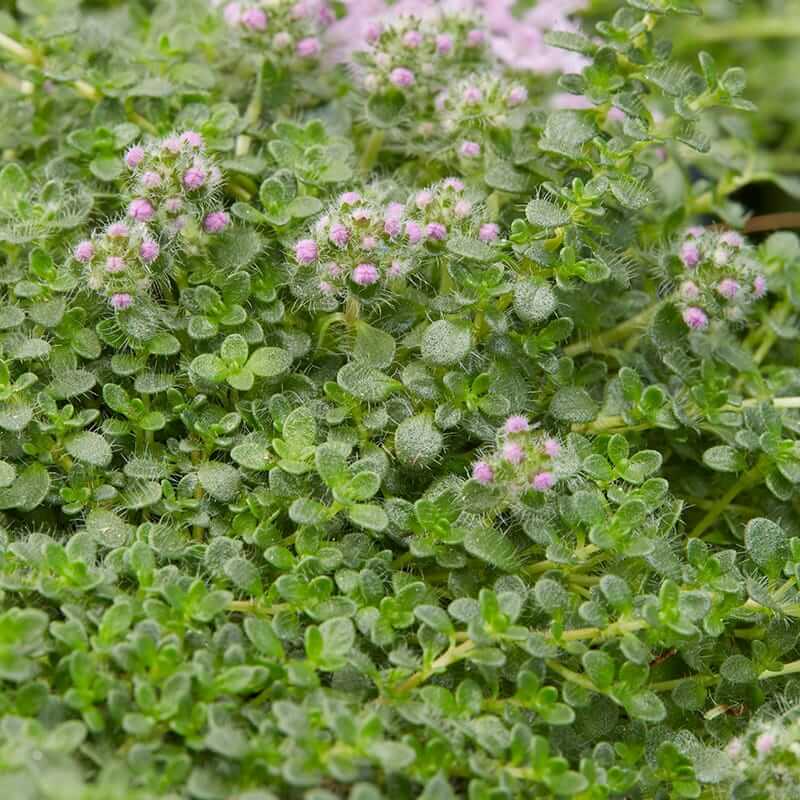Creeping Thyme Seeds