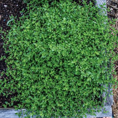 Creeping Thyme Seeds