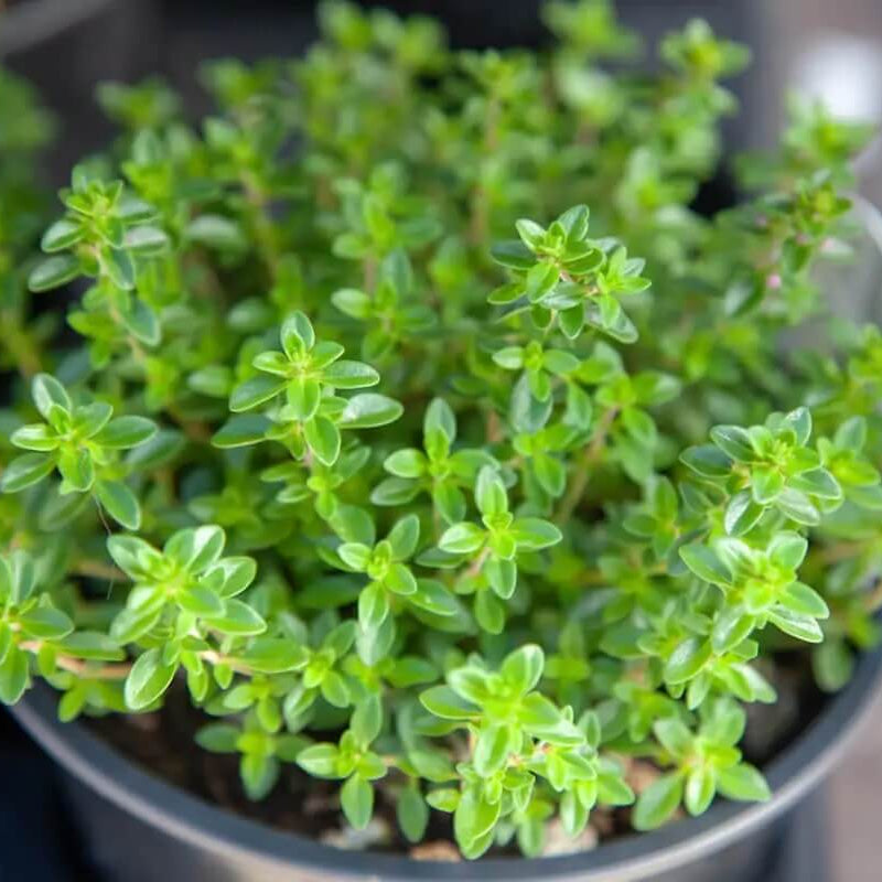 Creeping Thyme Seeds