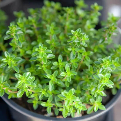 Creeping Thyme Seeds