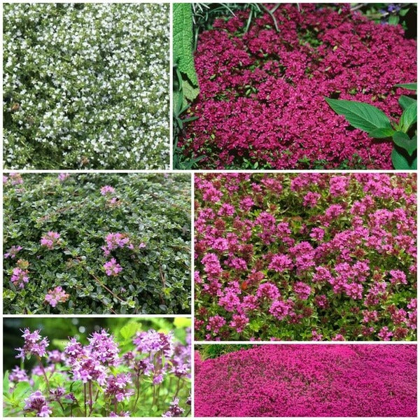 creeping thyme seeds - all in for home gardens