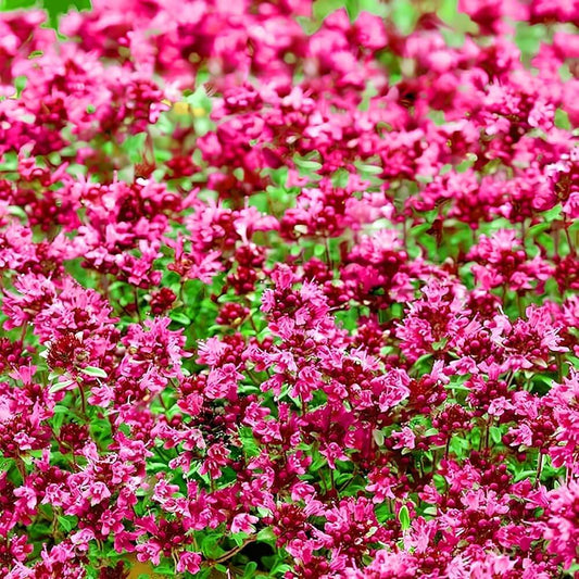 Creeping Thyme Seeds - Herbal Plant