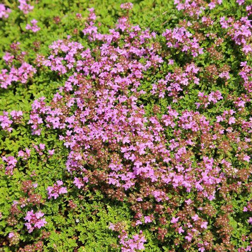 Creeping Thyme Seeds - Herbal Plant