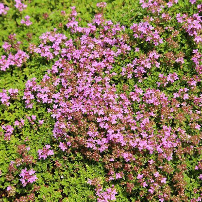 Creeping Thyme Seeds - Herbal Plant