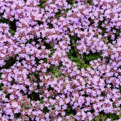 Creeping Thyme Seeds - Herbal Plant