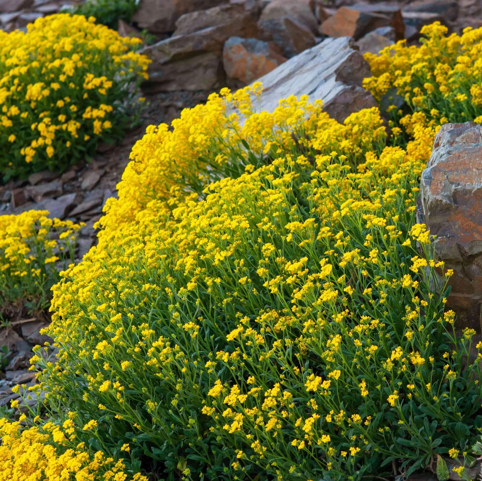 Creeping Thyme & Yellow Rock Cress Seeds - Flower Plant