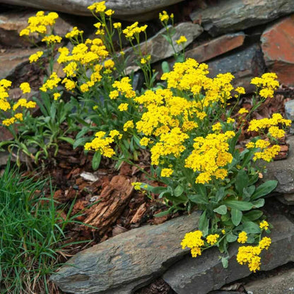 Creeping Thyme & Yellow Rock Cress Seeds - Flower Plant