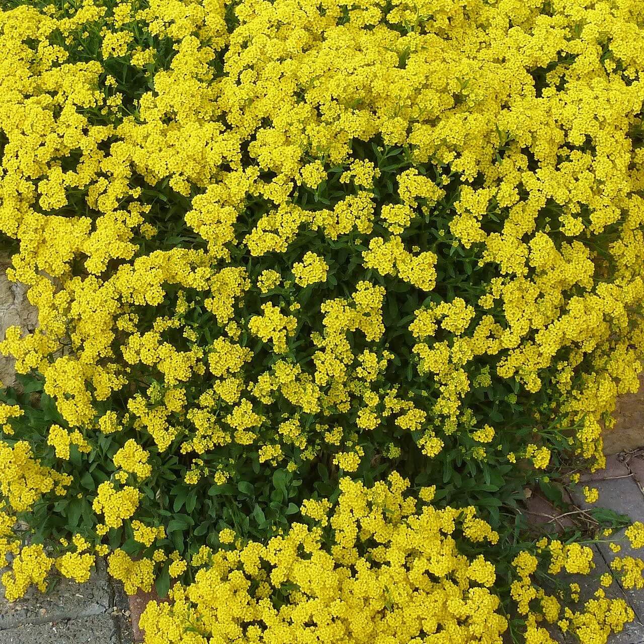 Creeping Thyme & Yellow Rock Cress Seeds - Flower Plant