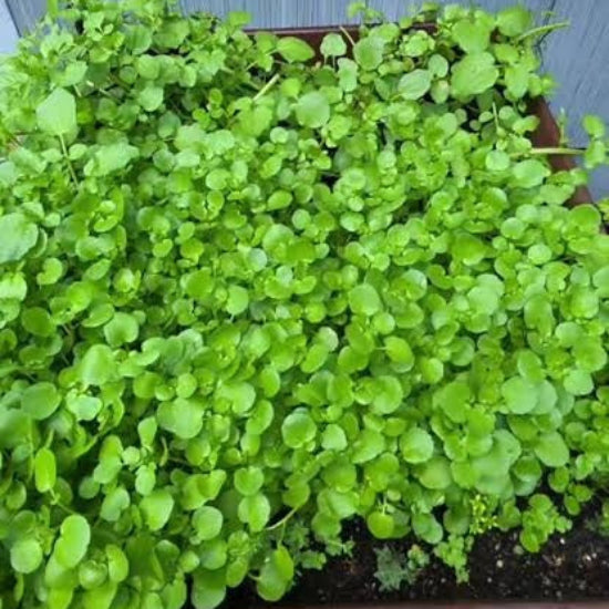 Creeping Watercress Seeds