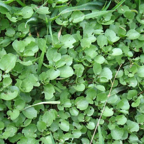 Creeping Watercress Seeds