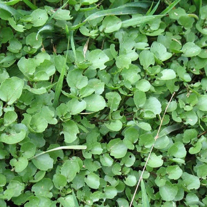 Creeping Watercress Seeds
