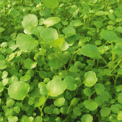 Creeping Watercress Seeds
