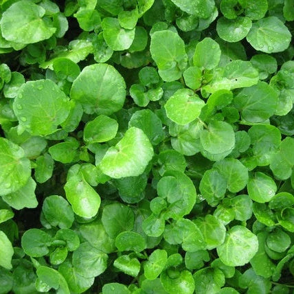 Creeping Watercress Seeds