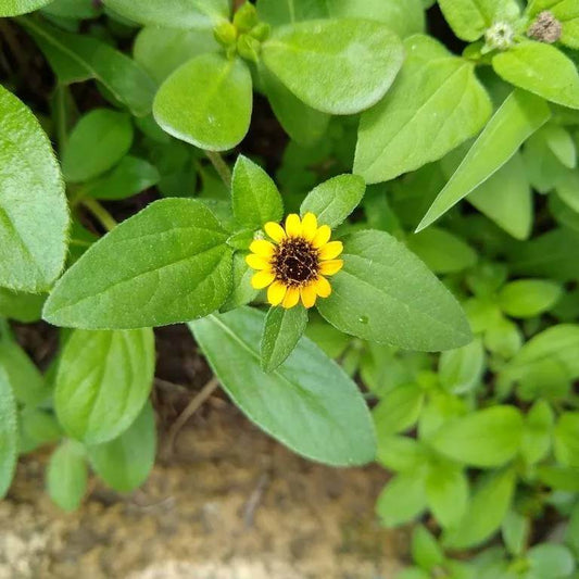 Creeping Zinnia Seeds - Heirloom Flower Plant for Home Gardens