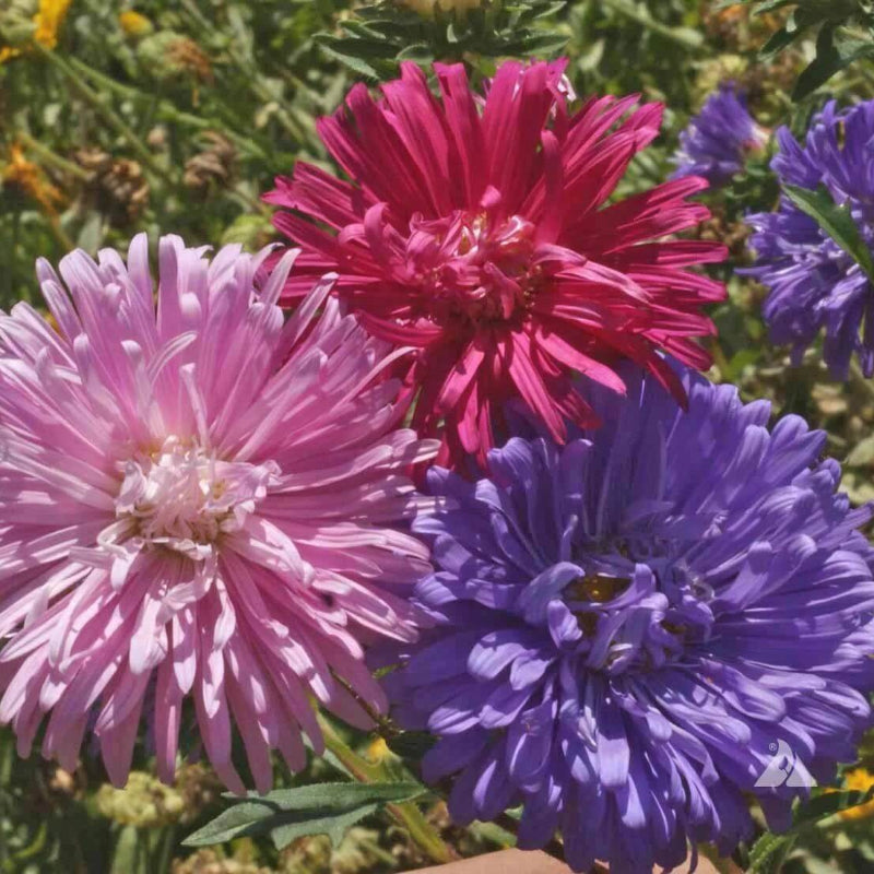 Crego Giant Aster Seeds - Heirloom Flower Plant for Home Gardens