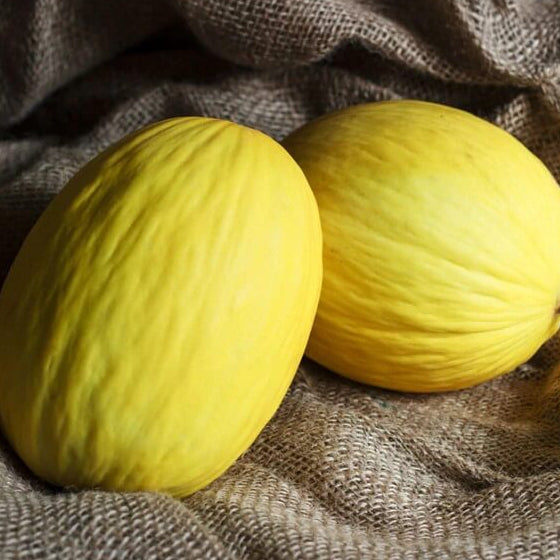 Crenshaw Melon Seeds
