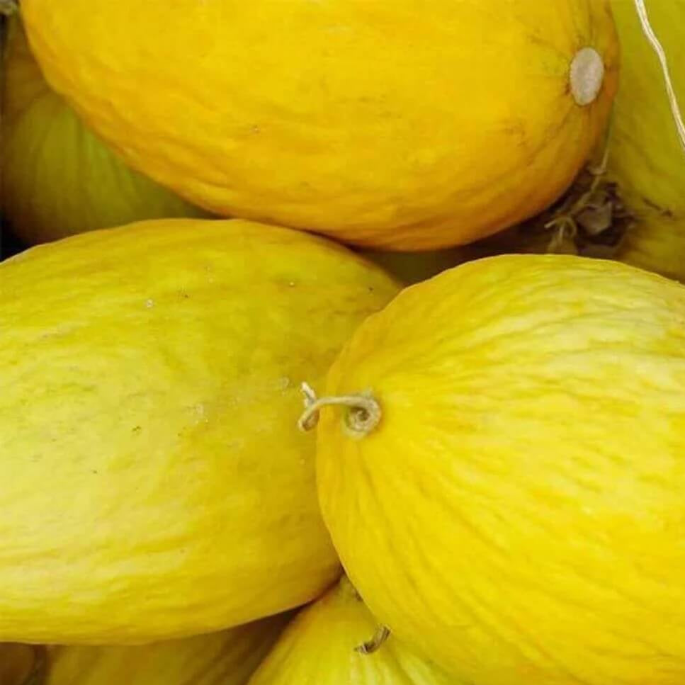 Crenshaw Melon Seeds