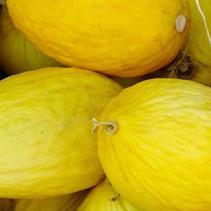Crenshaw Melon Seeds