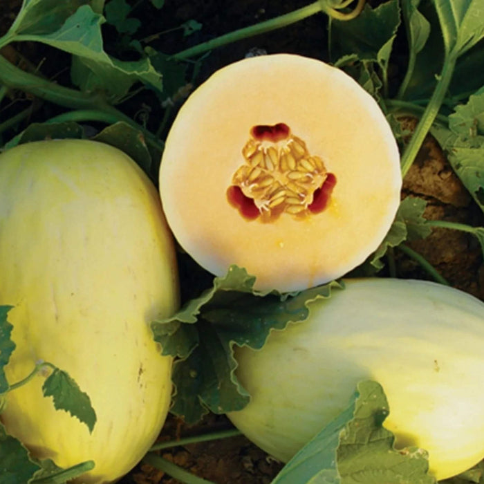 Crenshaw Melon seeds 